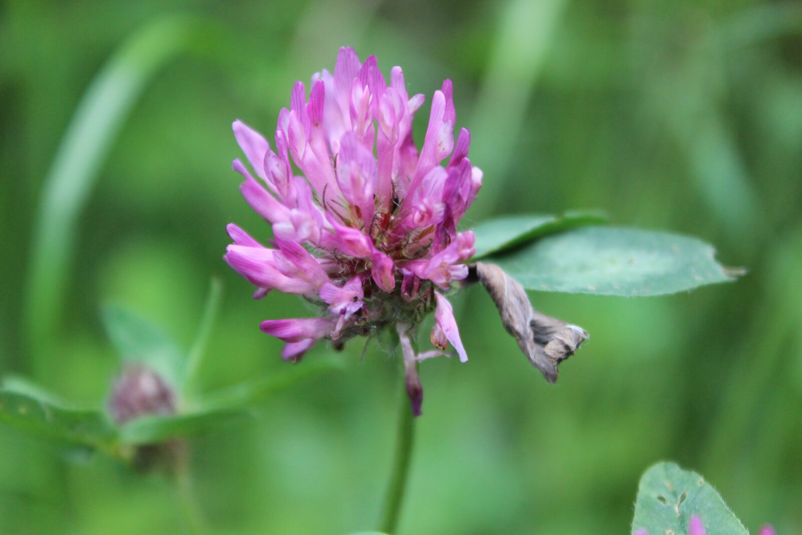 Canon EOS 600D (Rebel EOS T3i / EOS Kiss X5) sample photo. Klee, meadow, blossom photography