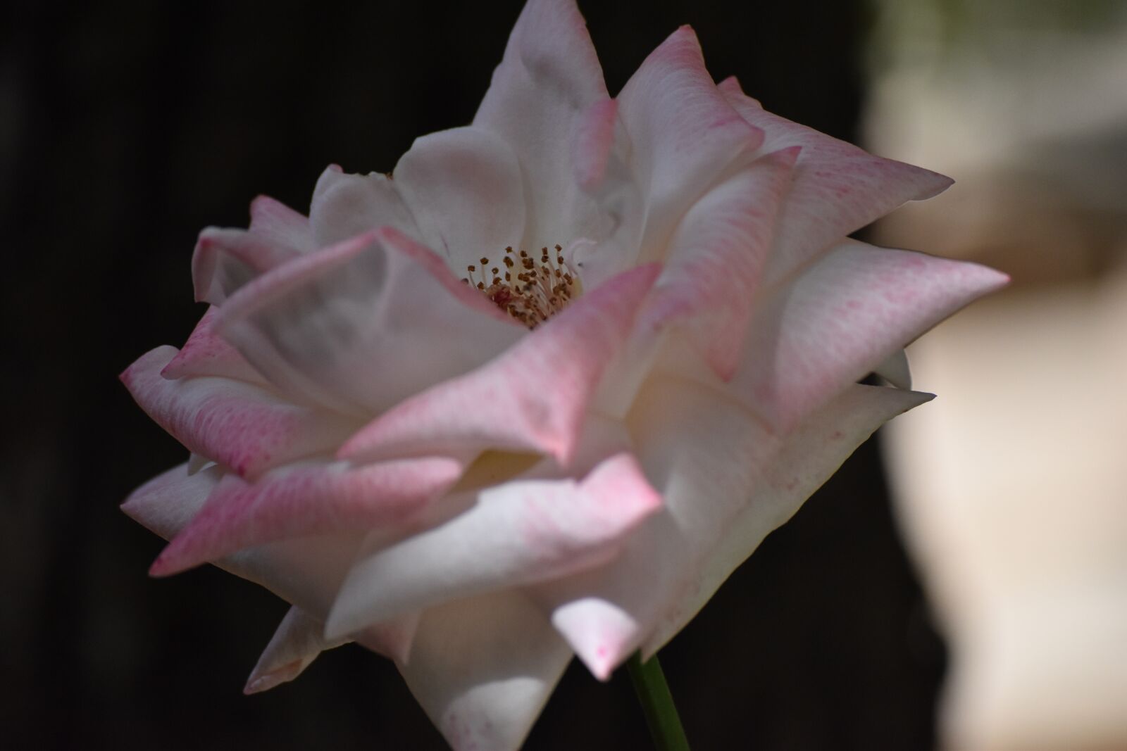 Nikon D5500 sample photo. Pink, flora, nature photography
