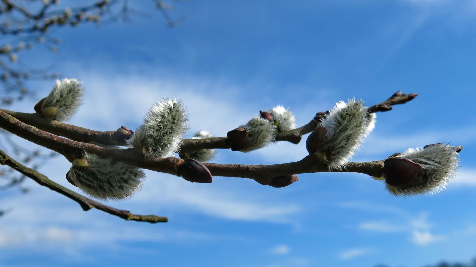 Canon PowerShot G15 sample photo. Willow catkin, bush, spring photography