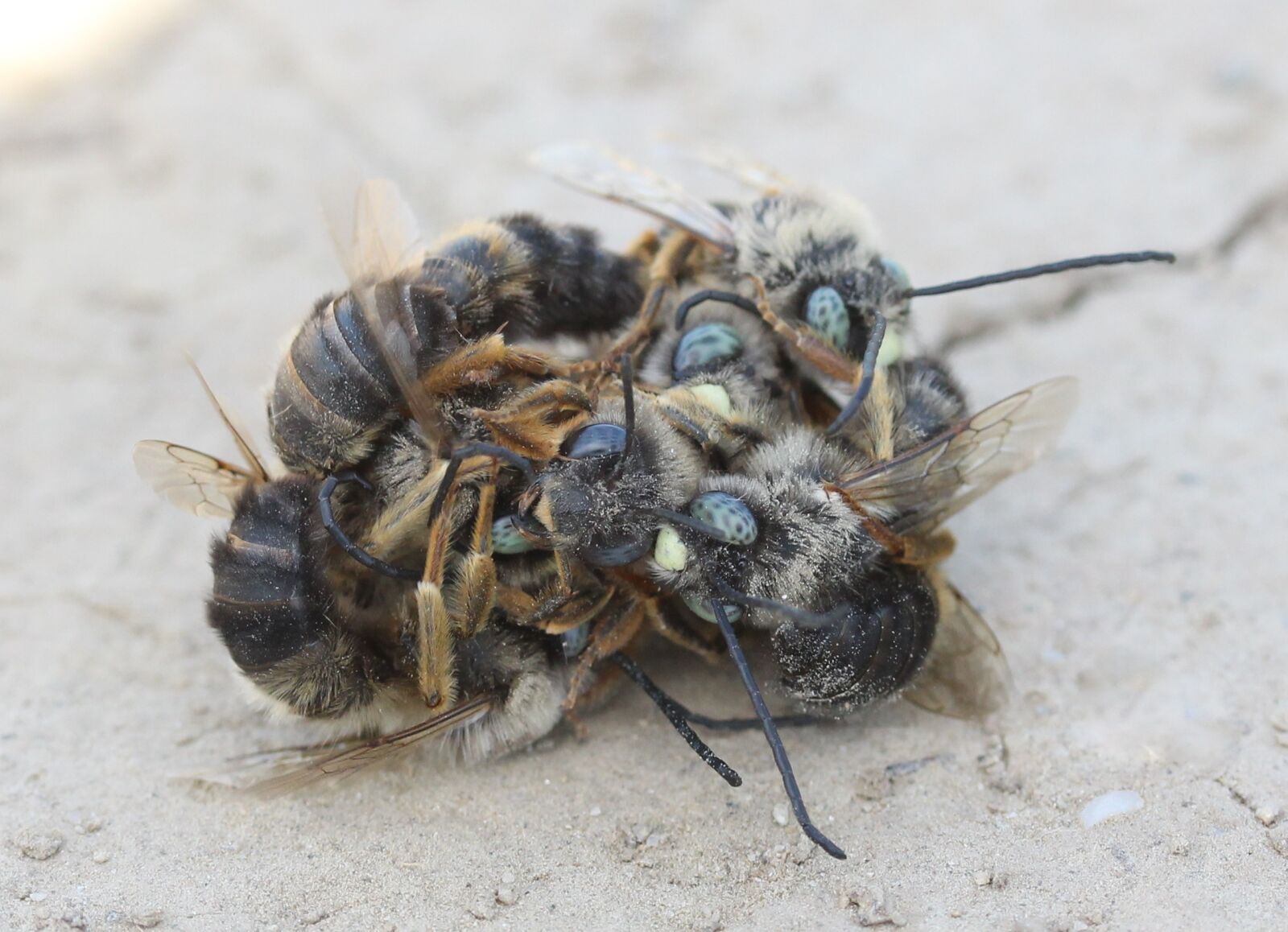 Canon EF-S 60mm F2.8 Macro USM sample photo. Bee, struggle, insecta photography