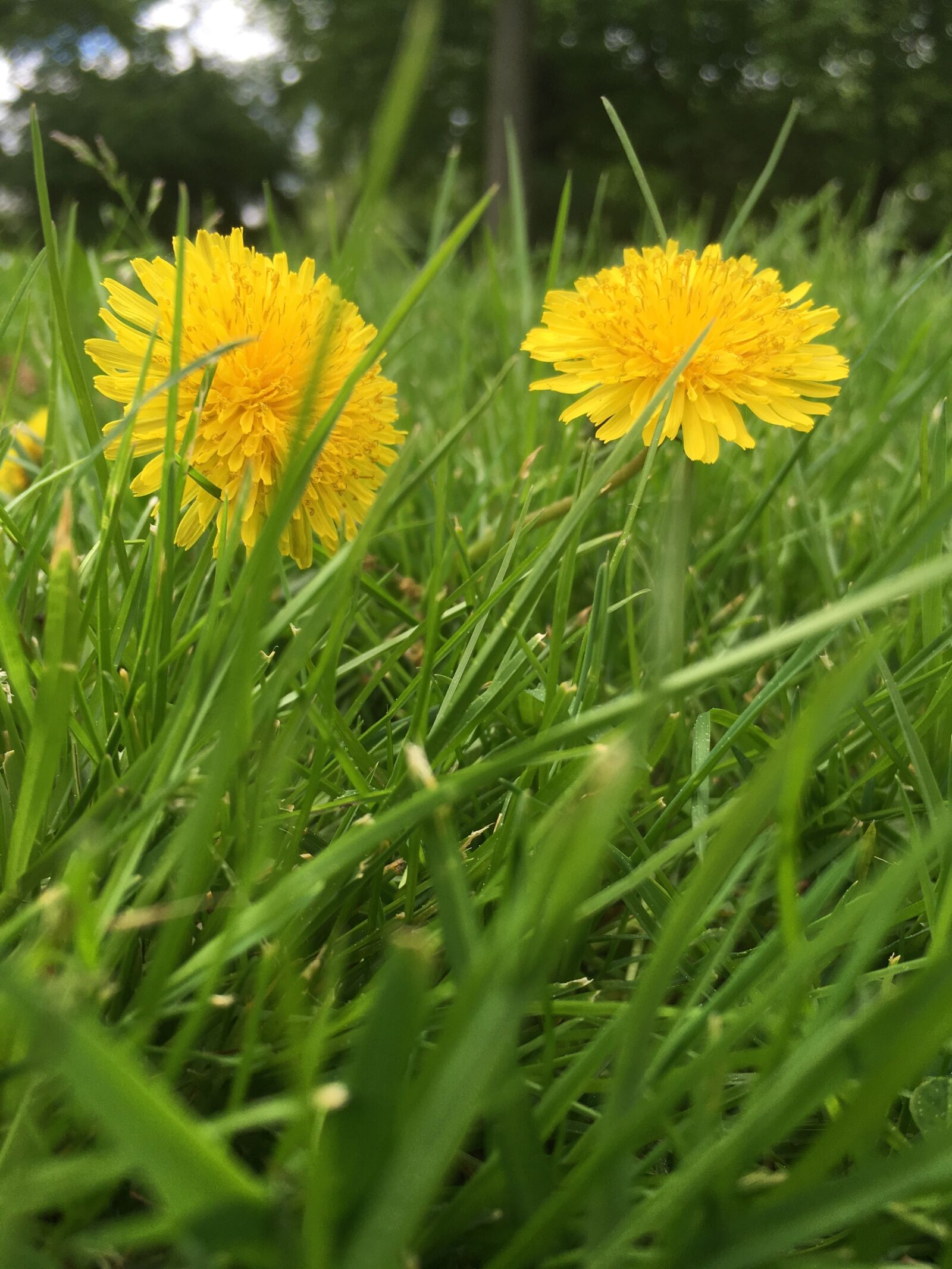 Apple iPhone SE sample photo. Dandelion, meadow, spring photography
