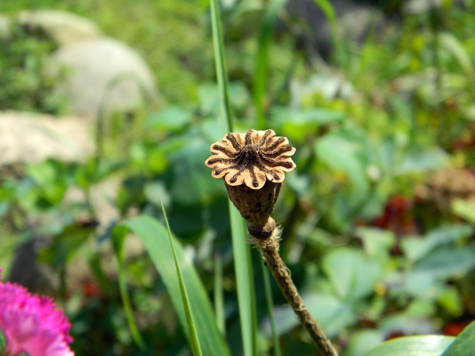 Nikon Coolpix L110 sample photo. Mack, box, seed capsule photography
