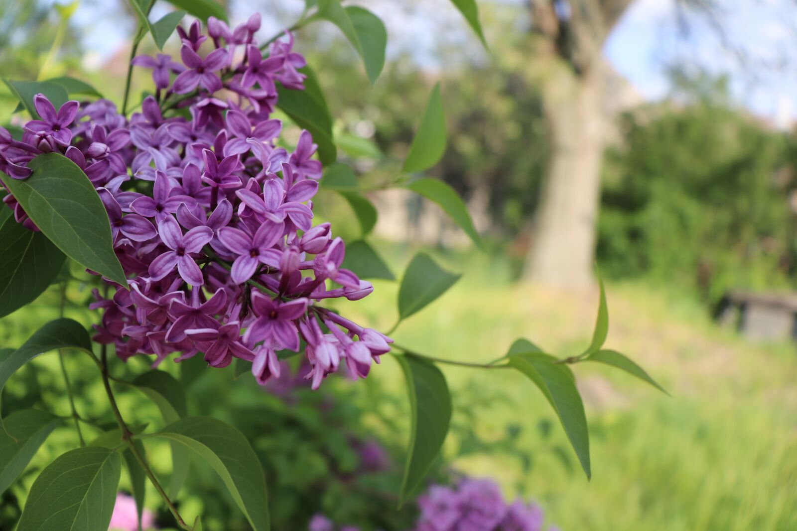 Canon EOS 200D (EOS Rebel SL2 / EOS Kiss X9) sample photo. Nature, lilac, spring photography