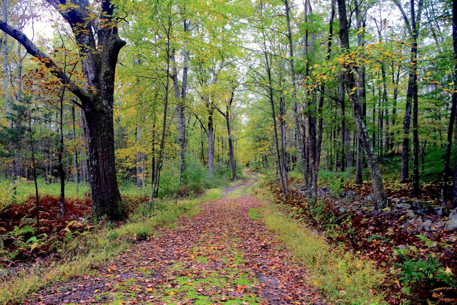 Nikon D3300 sample photo. Autumn, hiking trail, leaves photography