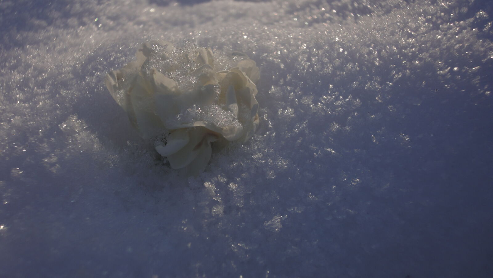 Sony Cyber-shot DSC-WX1 sample photo. Flower, snow, white photography
