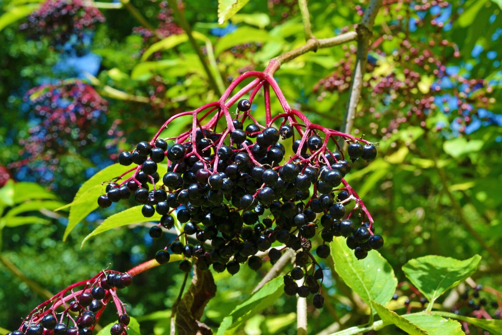 Nikon D3100 sample photo. Elder, elderberries, sambucus nigra photography