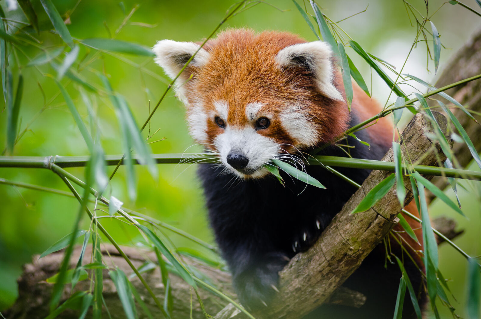 AF Zoom-Nikkor 80-200mm f/2.8 ED sample photo. Red, panda, on, tree photography