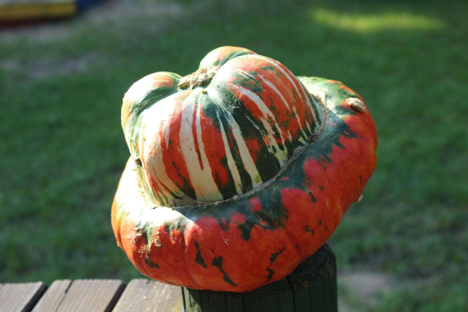 Canon EOS 1200D (EOS Rebel T5 / EOS Kiss X70 / EOS Hi) sample photo. Pumpkin, decorative pumpkin, autumn photography