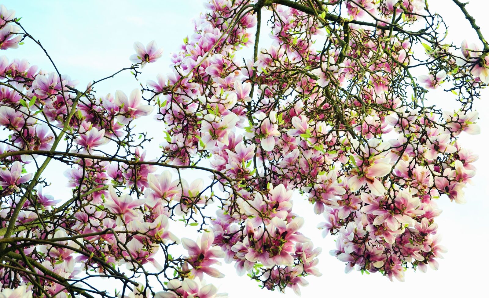 Nikon D5100 sample photo. Tree, flower, branch, flower photography