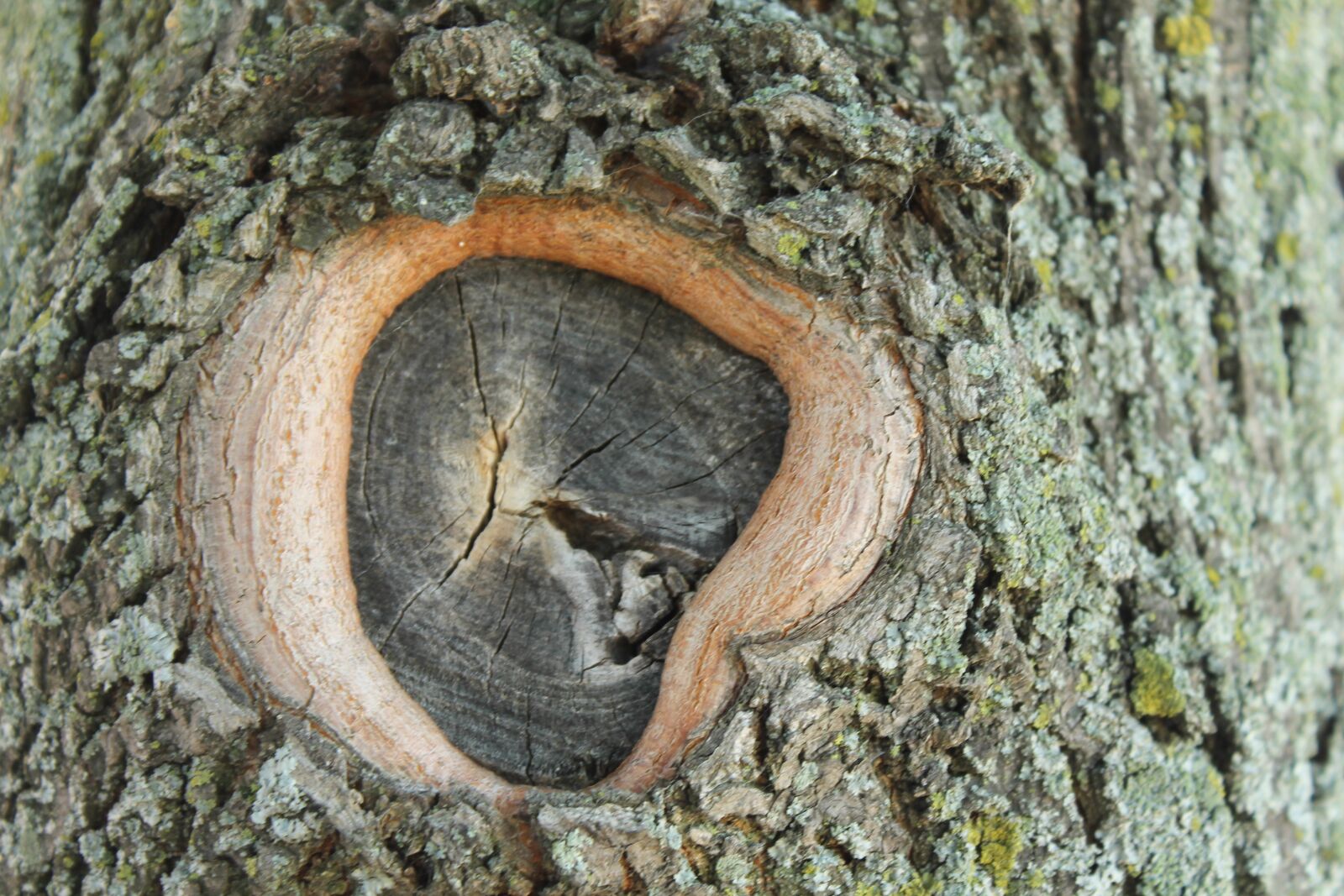Canon EOS 1100D (EOS Rebel T3 / EOS Kiss X50) sample photo. Tree, knot, closeup photography