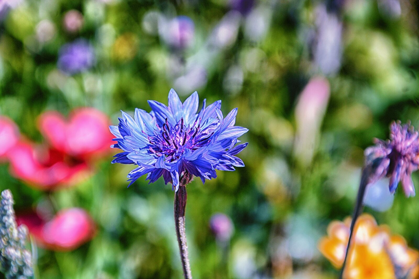 Nikon D5200 sample photo. Bleuet, botanique, fleur, fleur photography