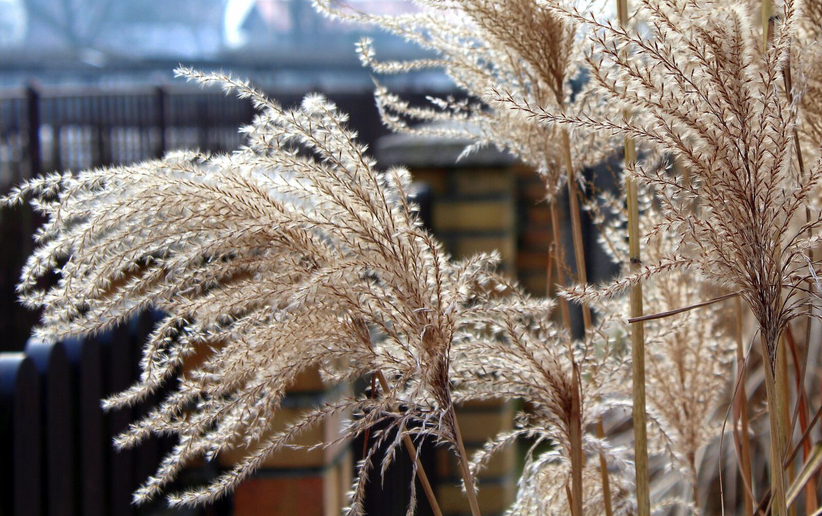 Canon EOS 1200D (EOS Rebel T5 / EOS Kiss X70 / EOS Hi) sample photo. Grass, dry grass, winter photography