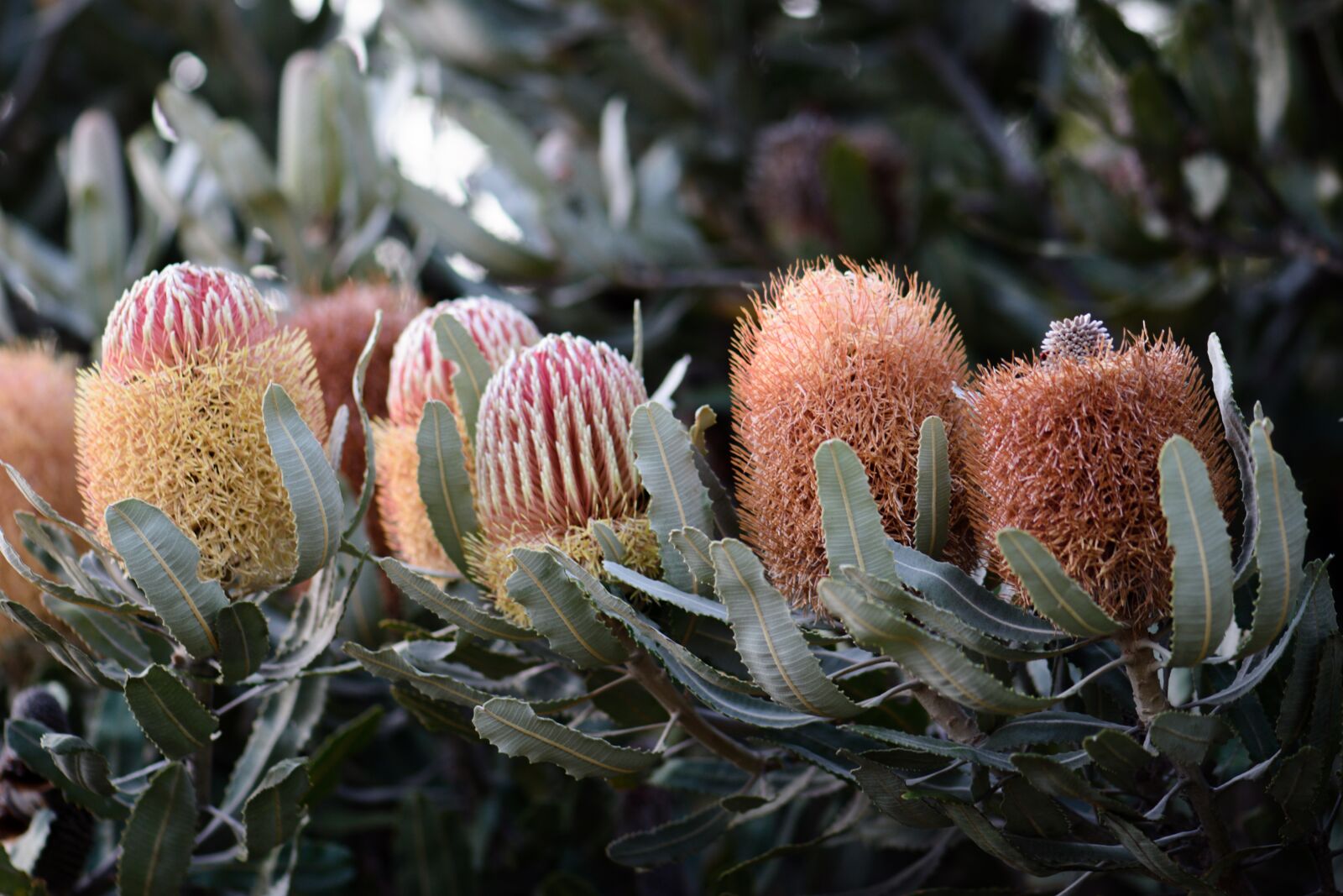 Nikon D3300 sample photo. Banksia, natives, flowers photography