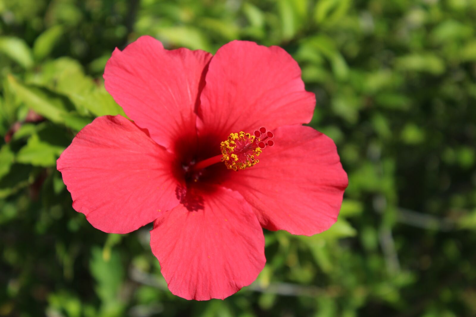 Canon EOS 1200D (EOS Rebel T5 / EOS Kiss X70 / EOS Hi) sample photo. Nature, flower, plant photography