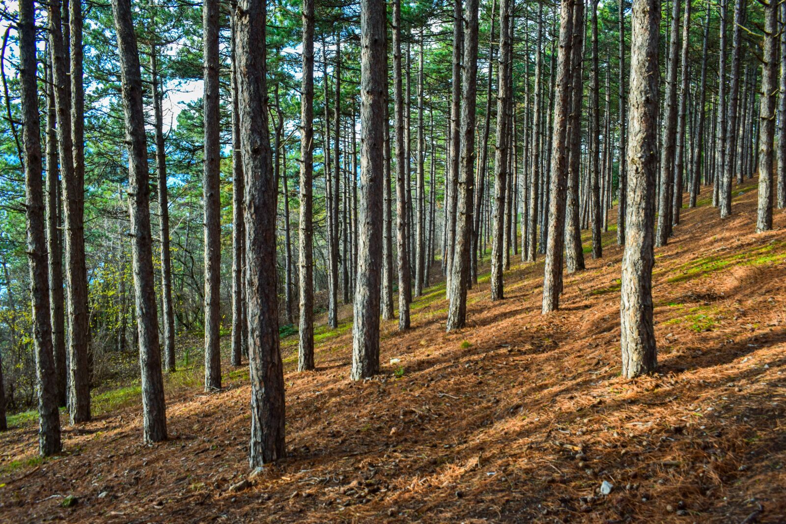 Nikon D3300 sample photo. Plaošnik, ohrid, forest photography
