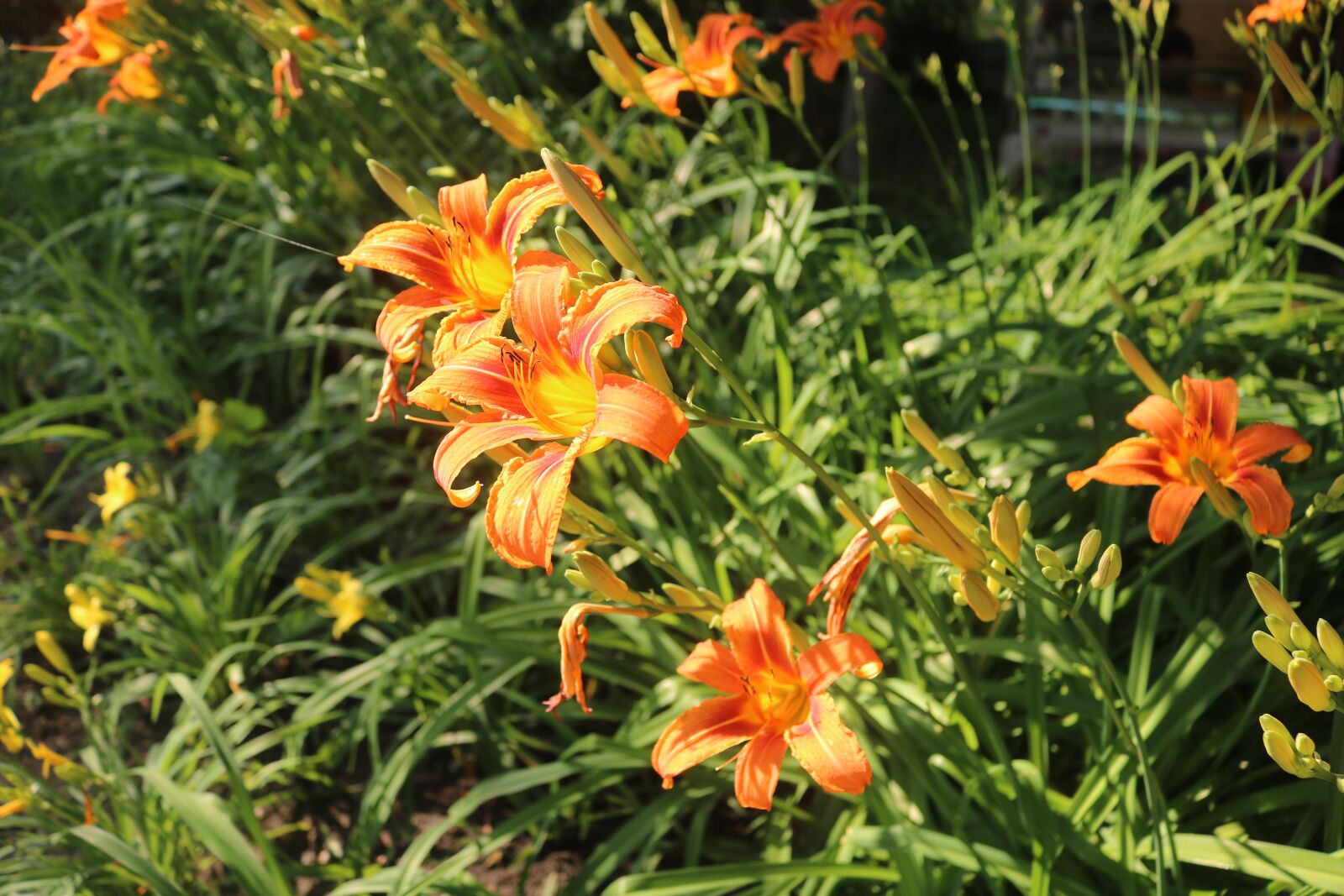 Canon EOS 750D (EOS Rebel T6i / EOS Kiss X8i) sample photo. Flowers, orange, spring photography
