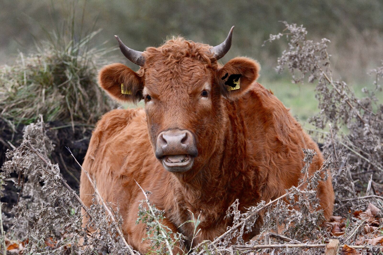 Nikon D7100 sample photo. Cow, lunch, rest photography
