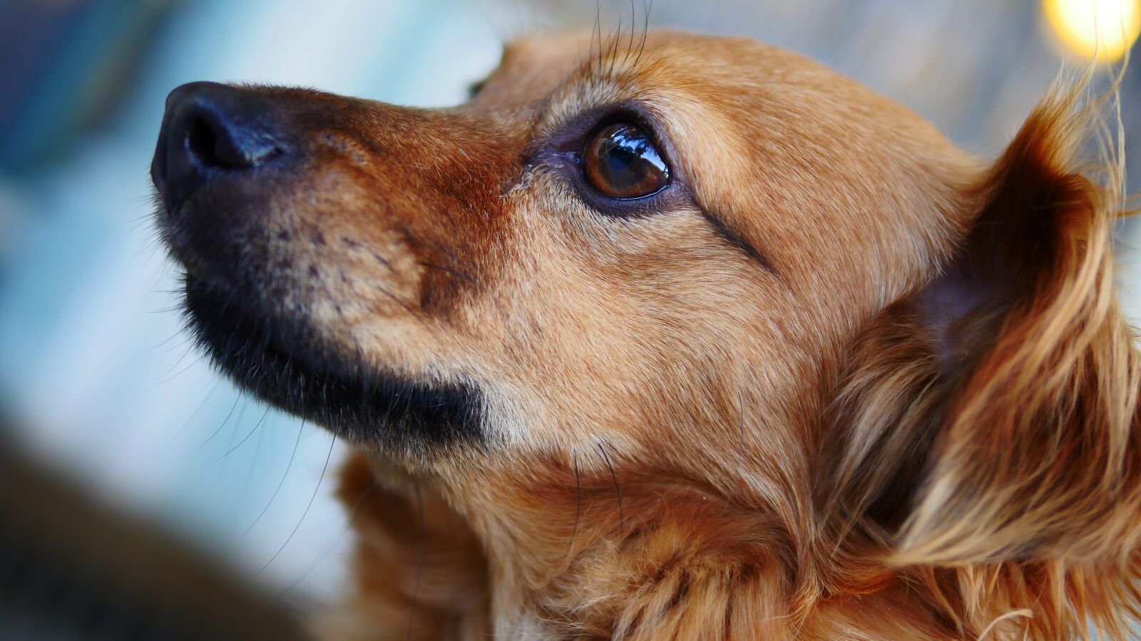 Panasonic Lumix DMC-GH4 sample photo. Dog, cute, animal photography