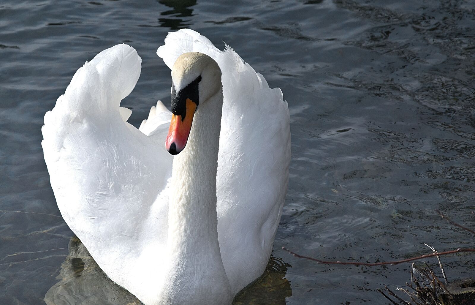 Nikon D3300 sample photo. Swan, white, elegant photography