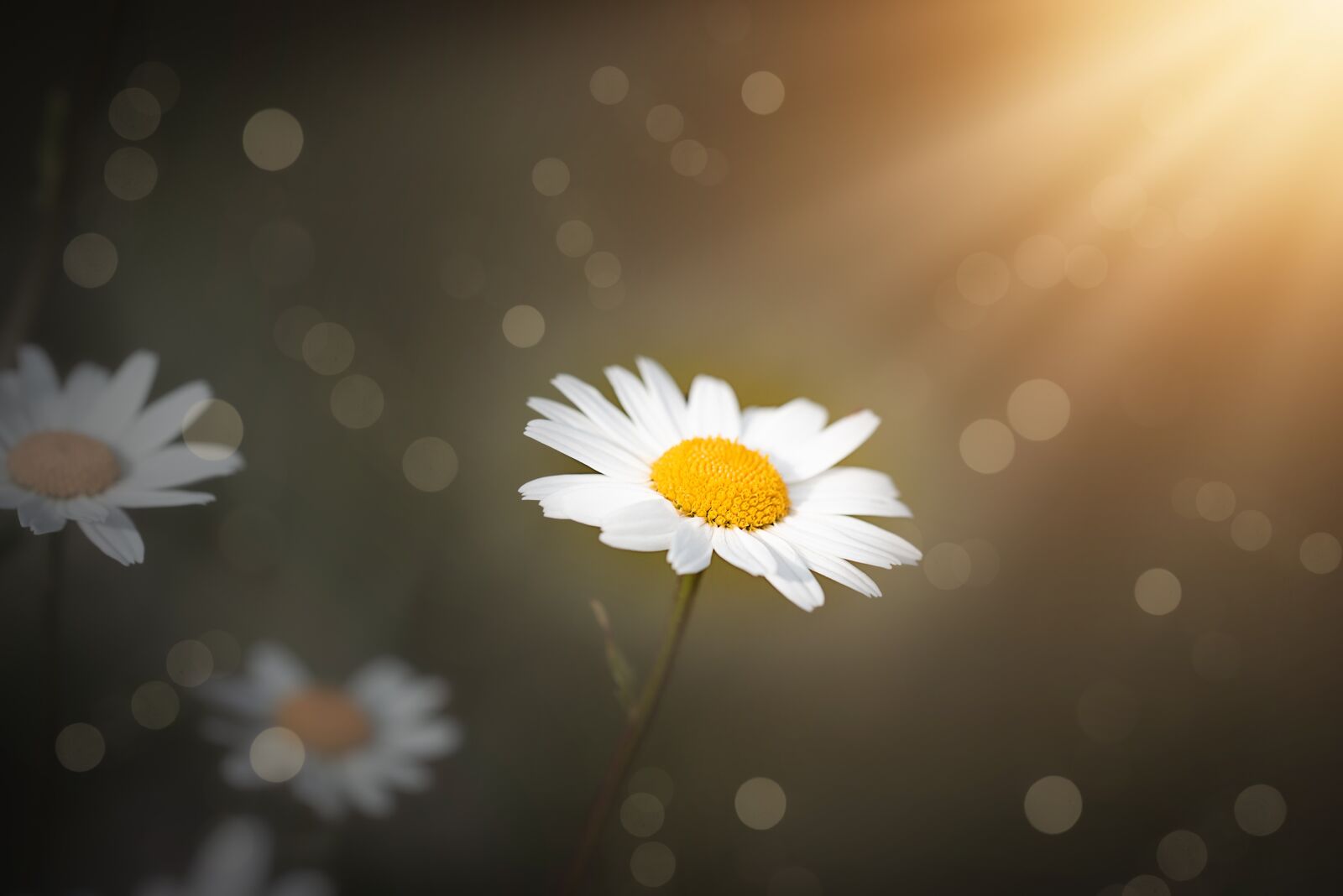 Nikon D750 sample photo. Daisies, flowers, white photography
