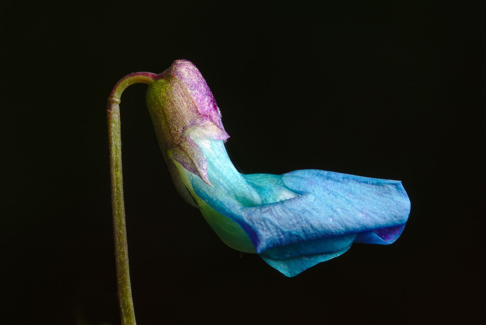 Canon EOS M5 sample photo. Blossom, bloom, spring pea photography