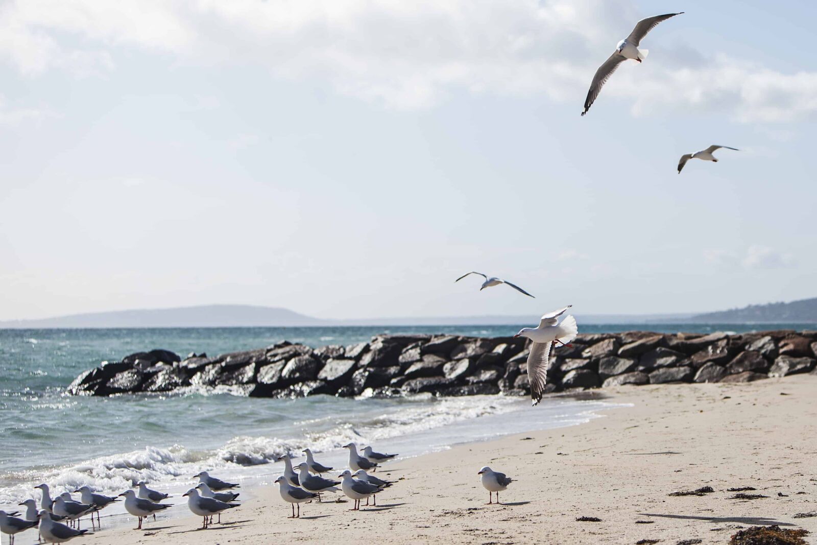 Canon EOS 5D Mark II + Canon EF 70-200mm F2.8L IS USM sample photo. Seagull, water, beach, nature photography