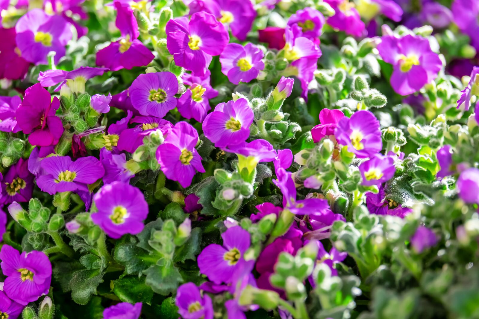 Fujifilm XF 55-200mm F3.5-4.8 R LM OIS sample photo. Blue pillow, garden plant photography