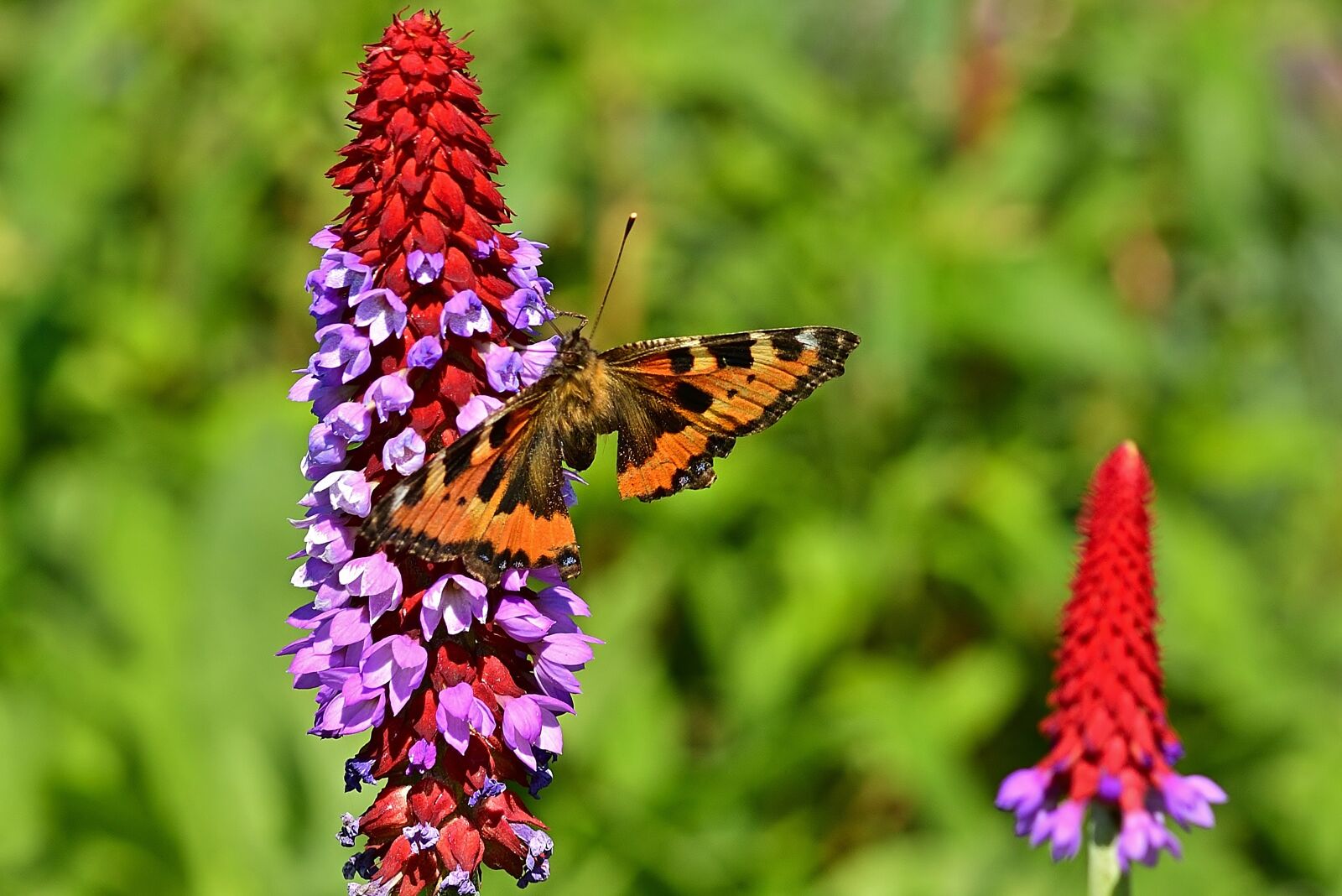 Nikon D5200 sample photo. Orchid primrose, butterfly, little photography