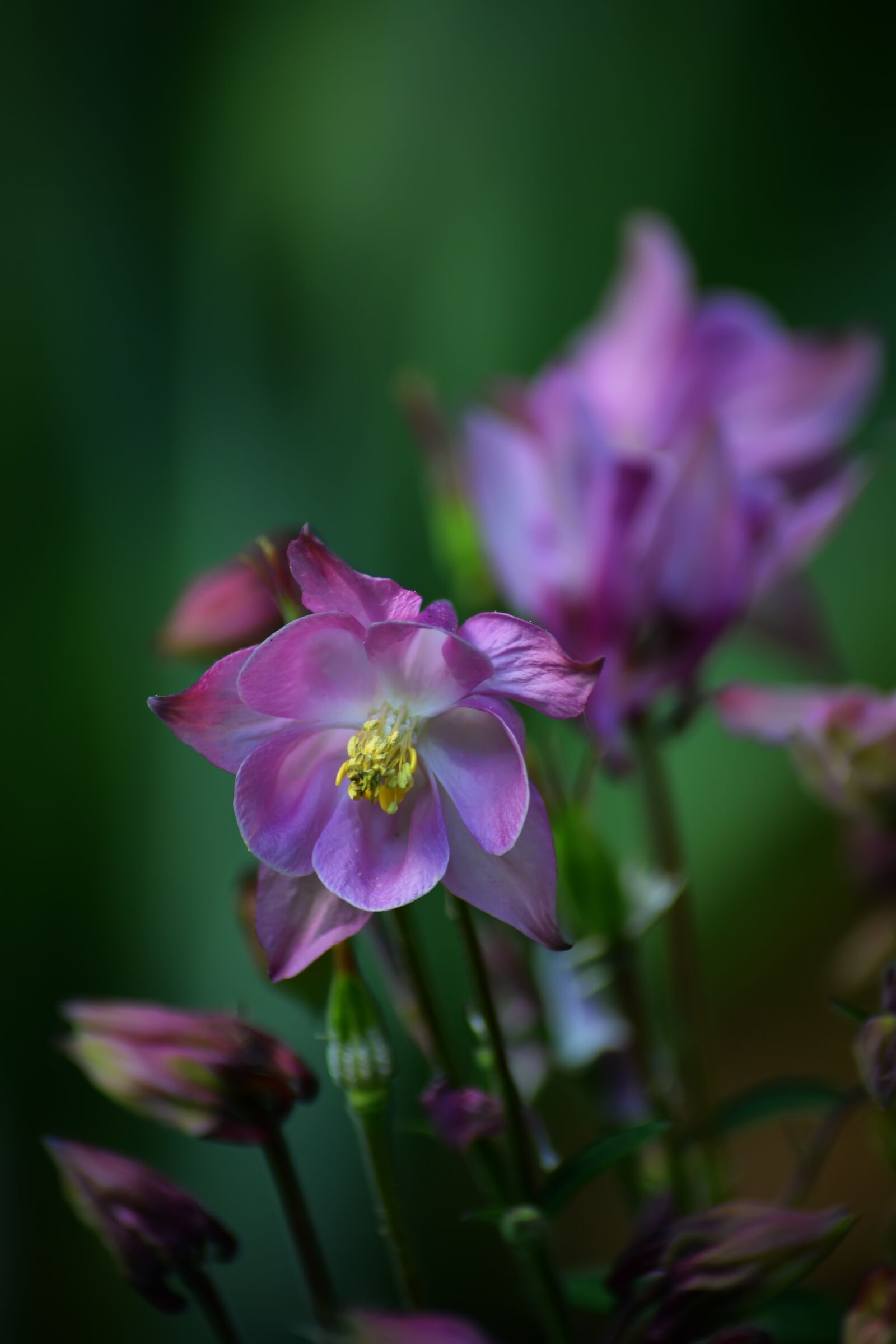 Nikon D5200 sample photo. Flowers, spring, pink photography