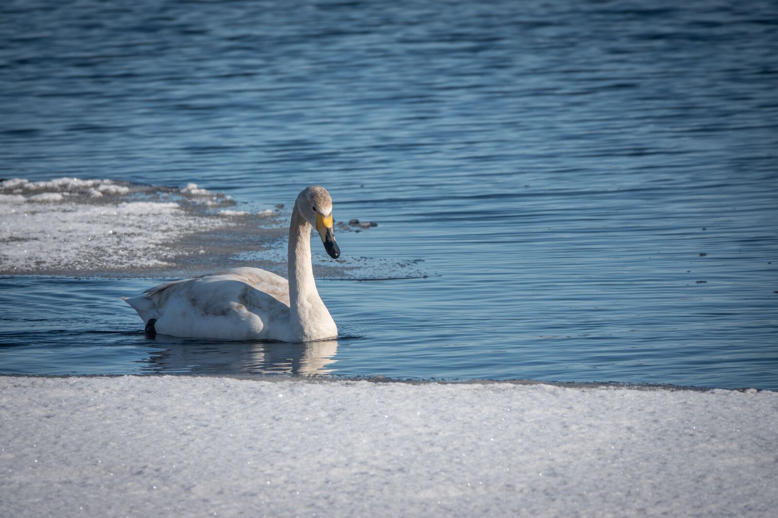 Sony Cyber-shot DSC-RX10 IV sample photo. Swan, bird, water photography