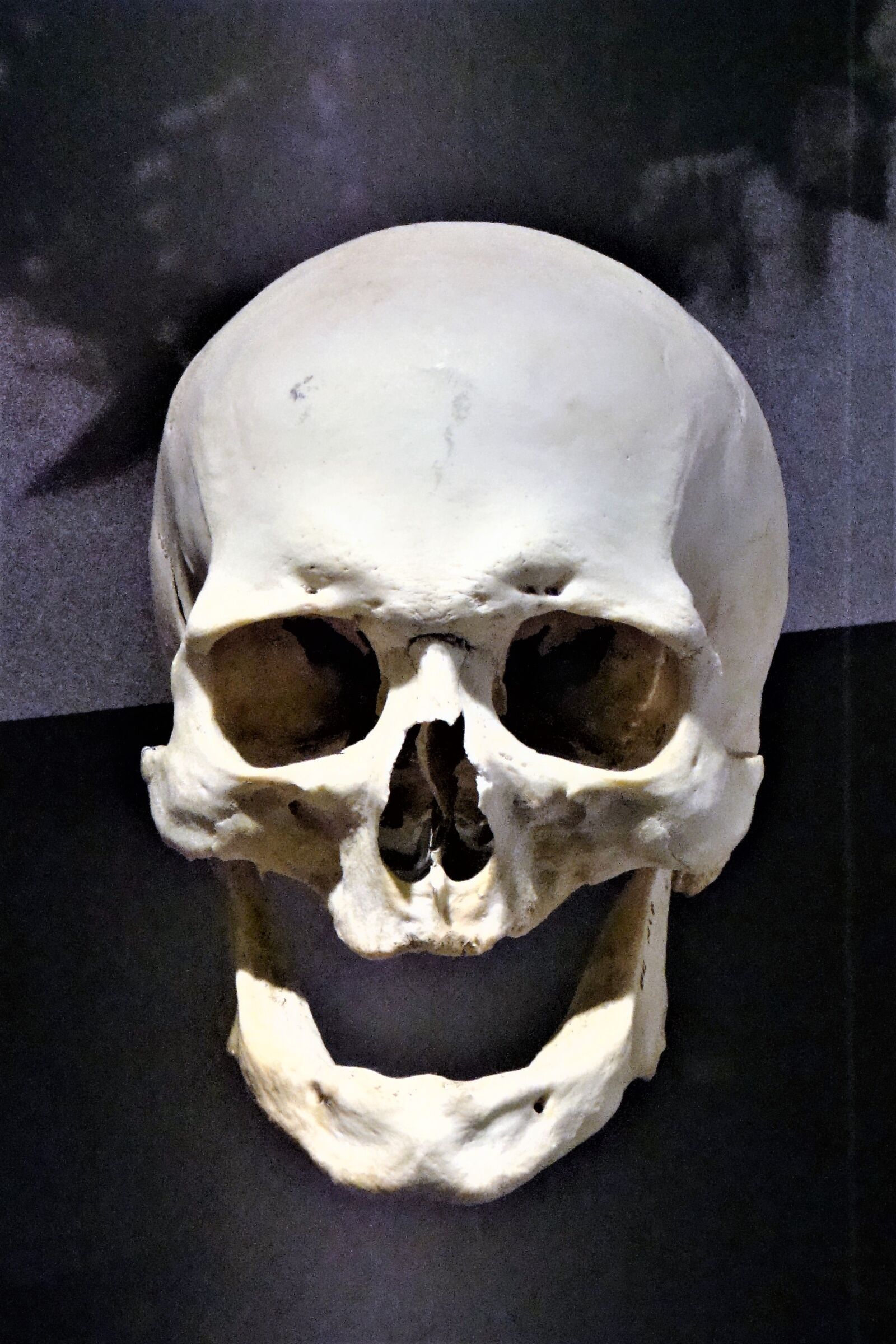 Sony Cyber-shot DSC-W150 sample photo. Skull, bone, weird photography