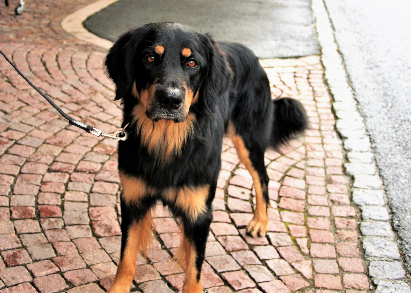 Canon EOS 400D (EOS Digital Rebel XTi / EOS Kiss Digital X) sample photo. Dog, sadness, waiting photography