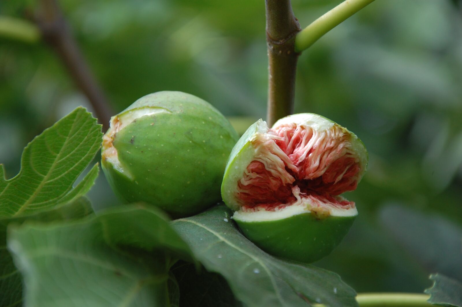 Nikon D40 sample photo. Fig, fruit, sweet photography