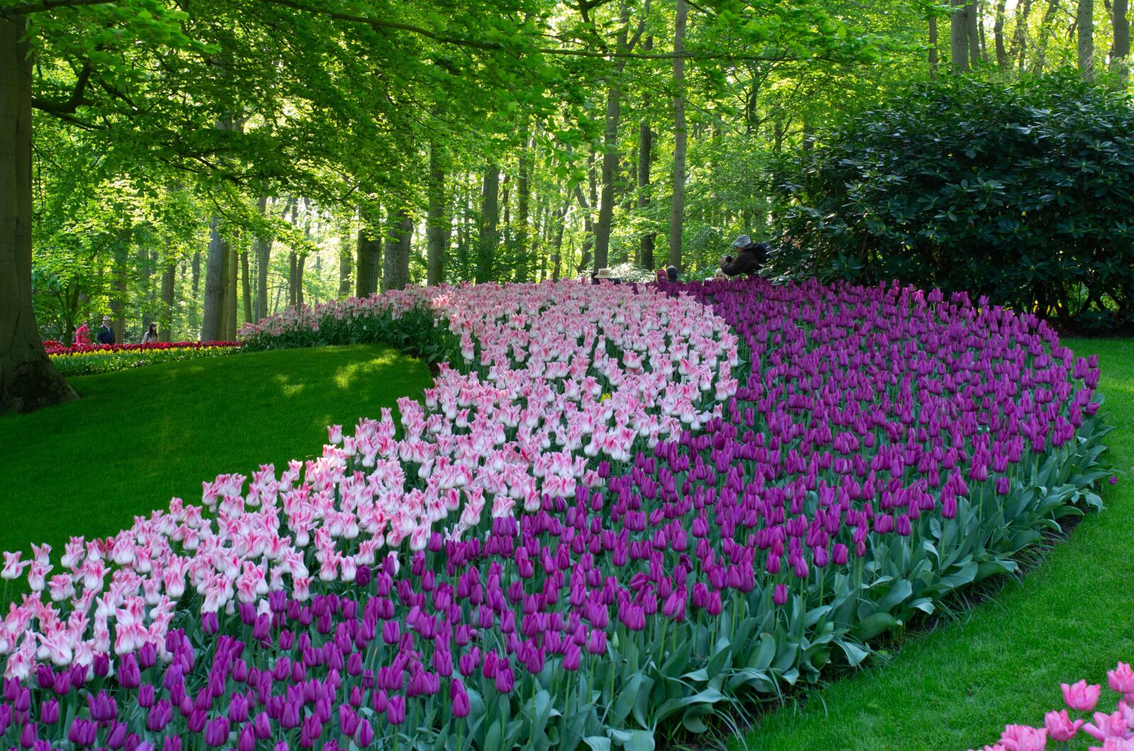 Pentax K-5 sample photo. Netherlands, holland, keukenhof photography