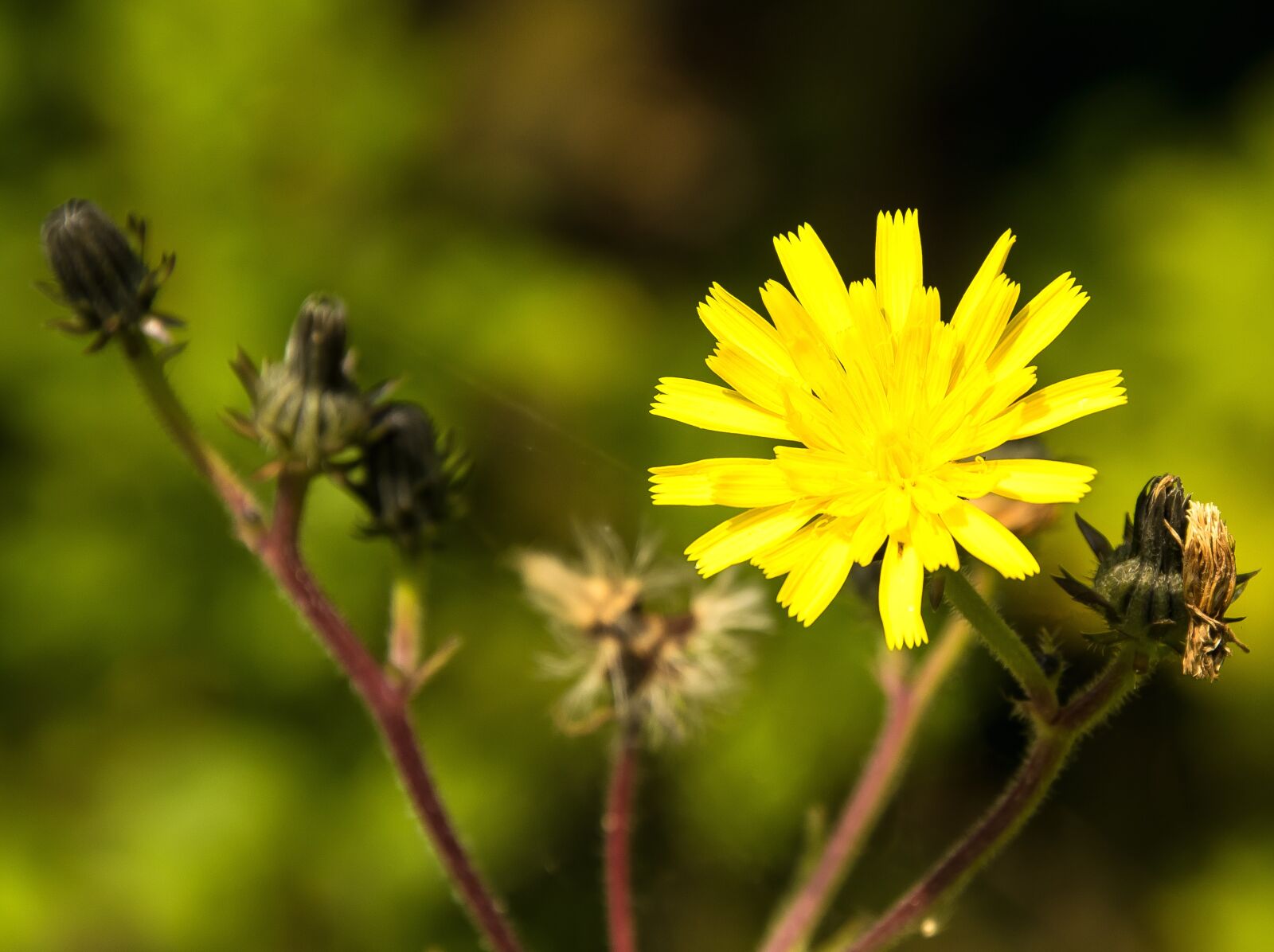Nikon D3300 sample photo. Wild flower, yellow, blossom photography