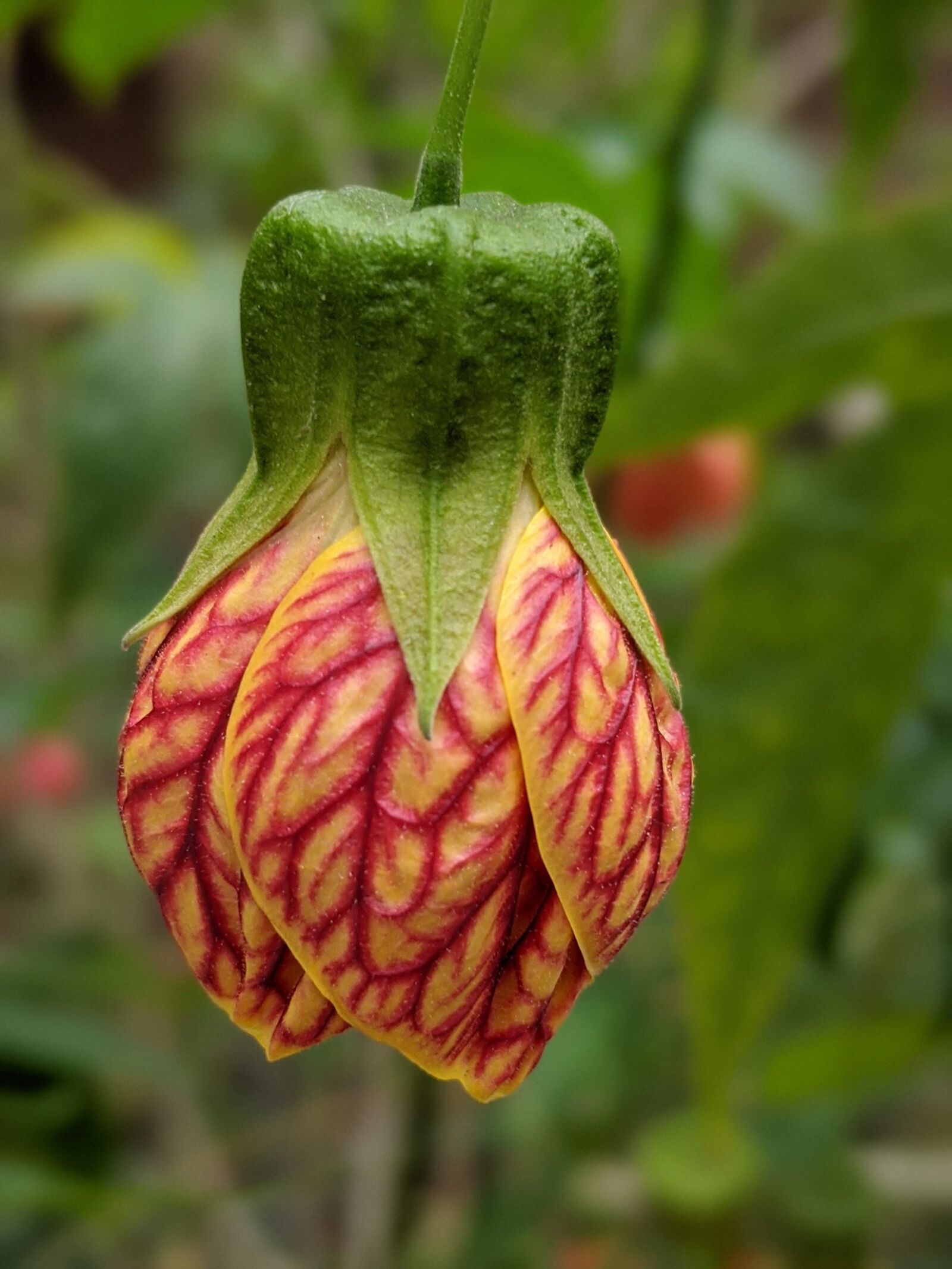 Google Pixel 3a sample photo. Flower, red, yellow photography