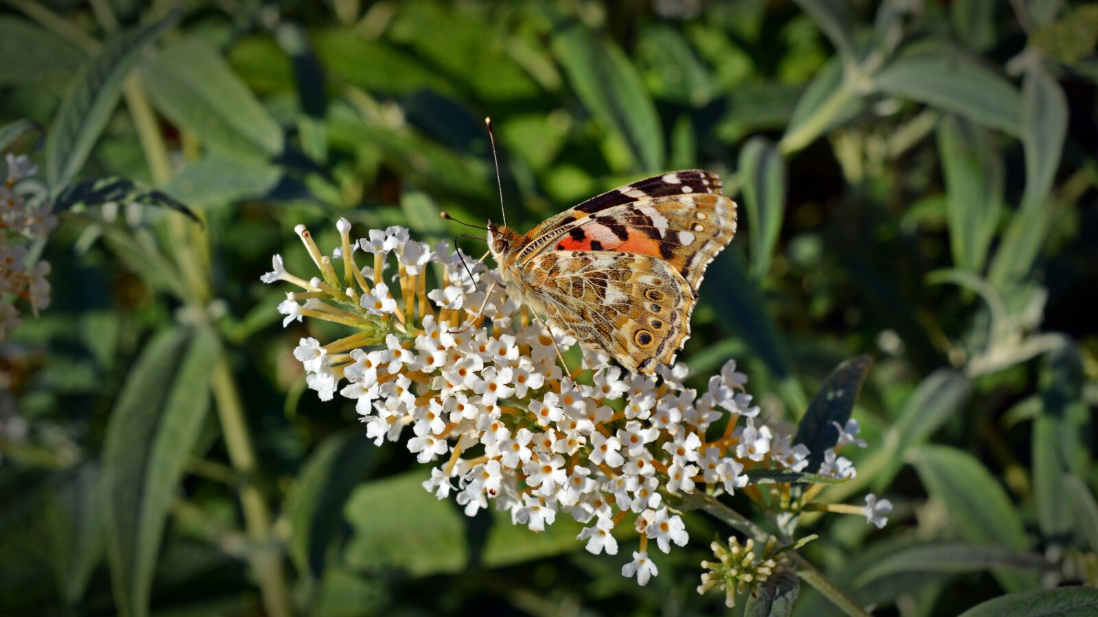 Nikon D5200 sample photo. Butterfly, little fox, insect photography