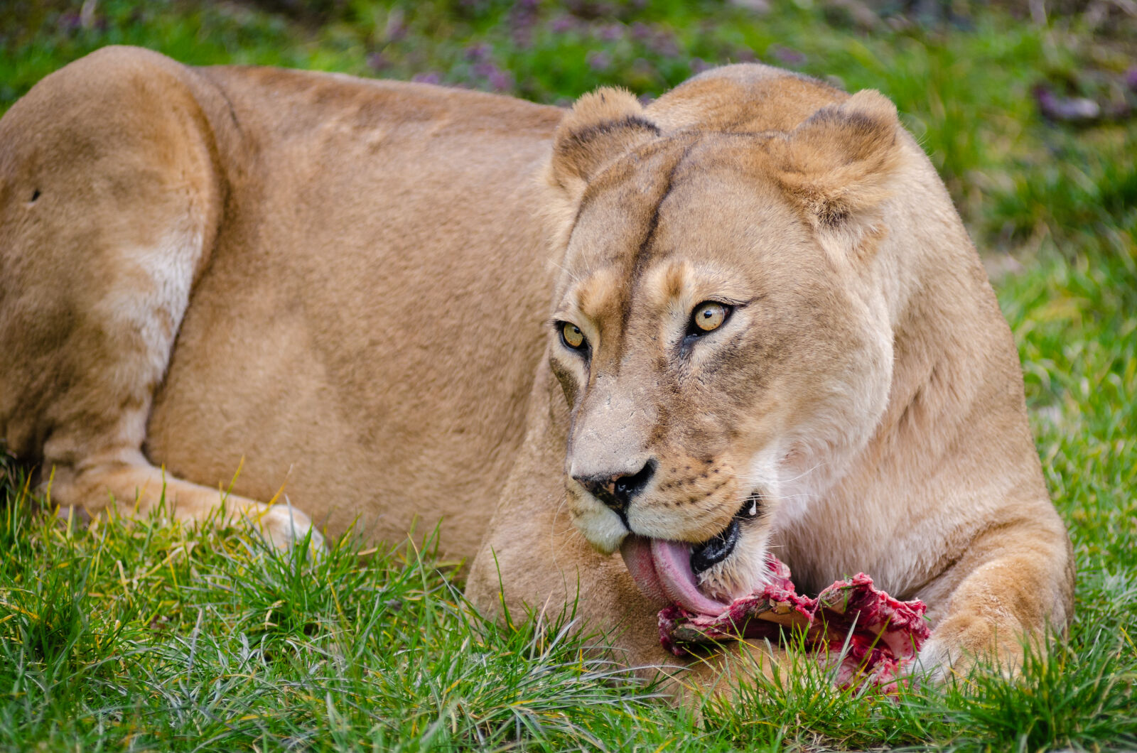 AF Zoom-Nikkor 80-200mm f/2.8 ED sample photo. Lioness, on, grass, eating photography