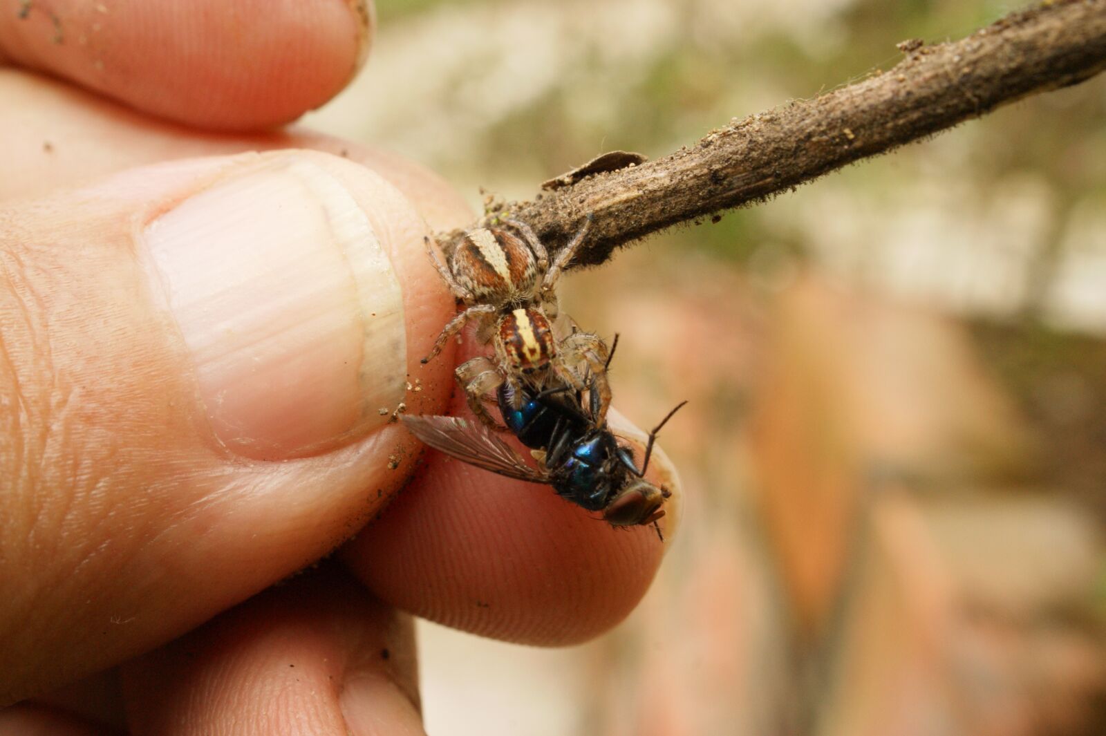 Sony Alpha DSLR-A390 sample photo. Nature, insects, spider photography