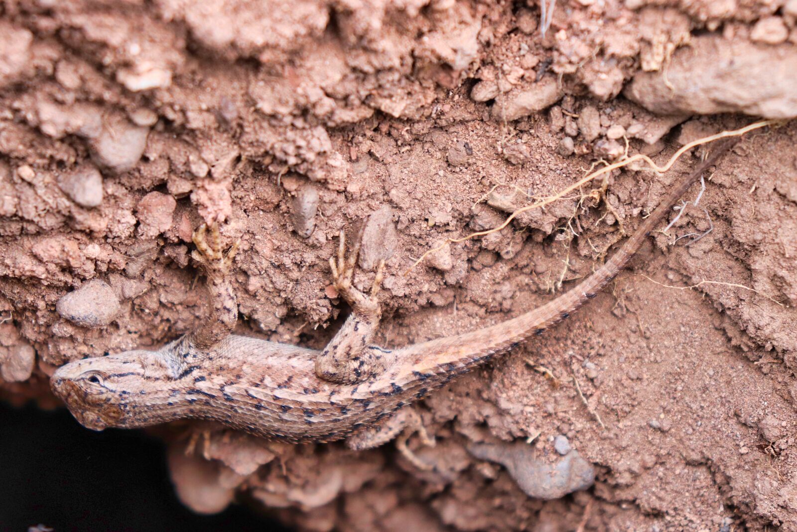 Canon EOS 200D (EOS Rebel SL2 / EOS Kiss X9) sample photo. Lizards, desert, lizard photography