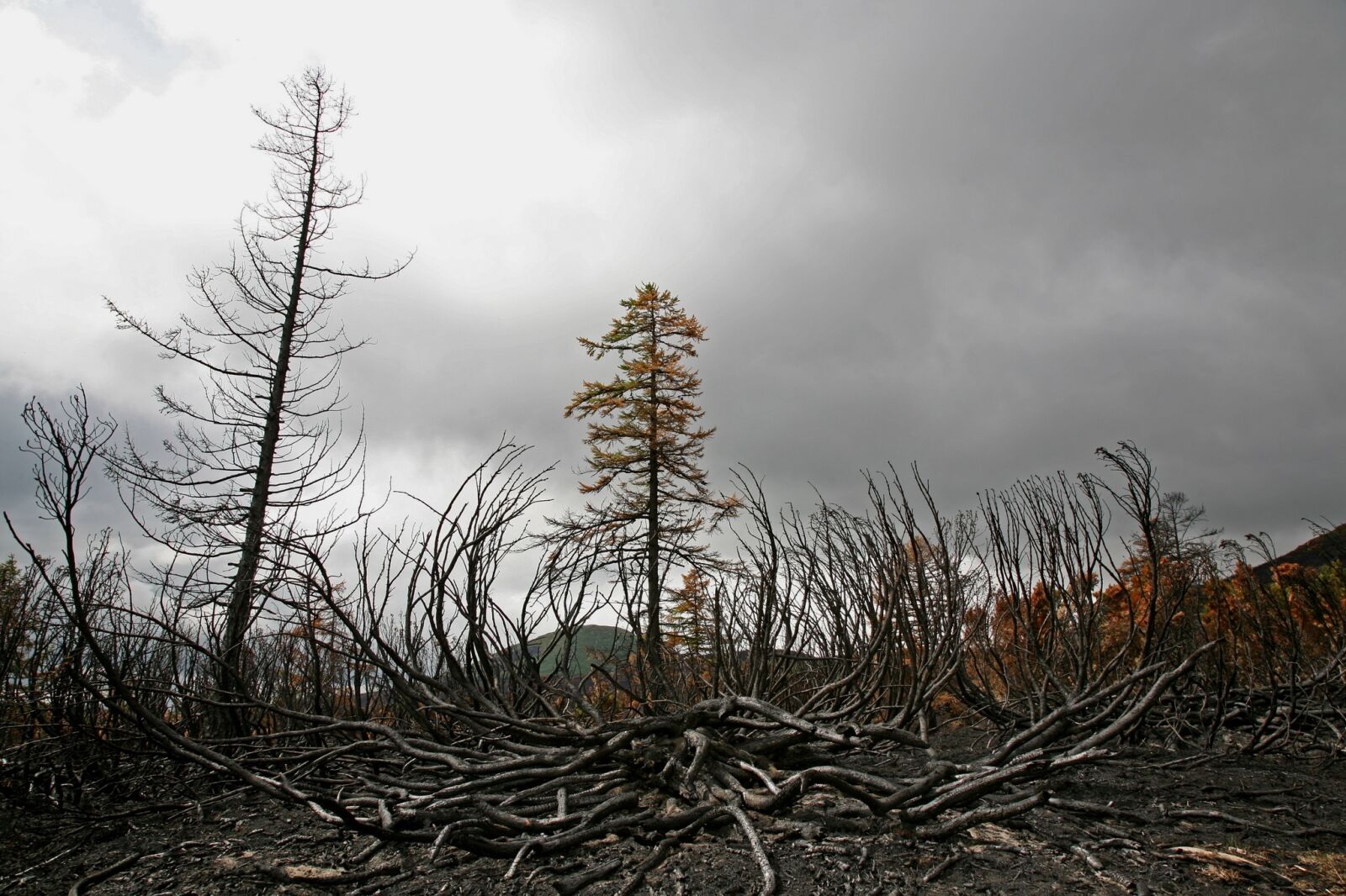 Canon EOS 5D sample photo. Fire, the conflagration, forest photography