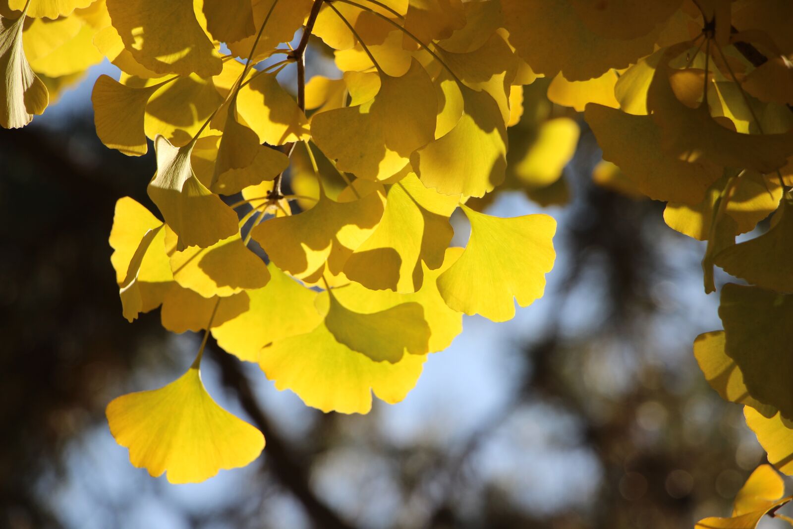 Canon EOS 600D (Rebel EOS T3i / EOS Kiss X5) + Canon EF-S 18-135mm F3.5-5.6 IS STM sample photo. Leaf, leaves, autumn photography