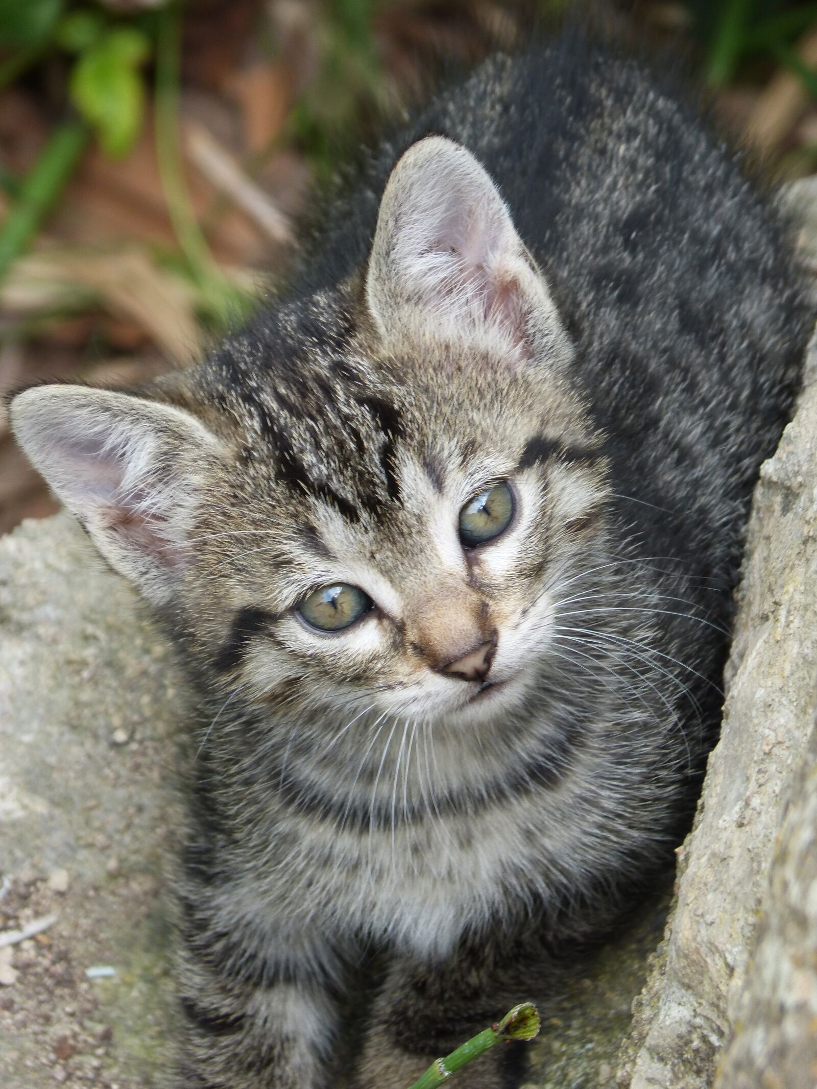 Panasonic DMC-FZ62 sample photo. Kitten, cat, puppy photography