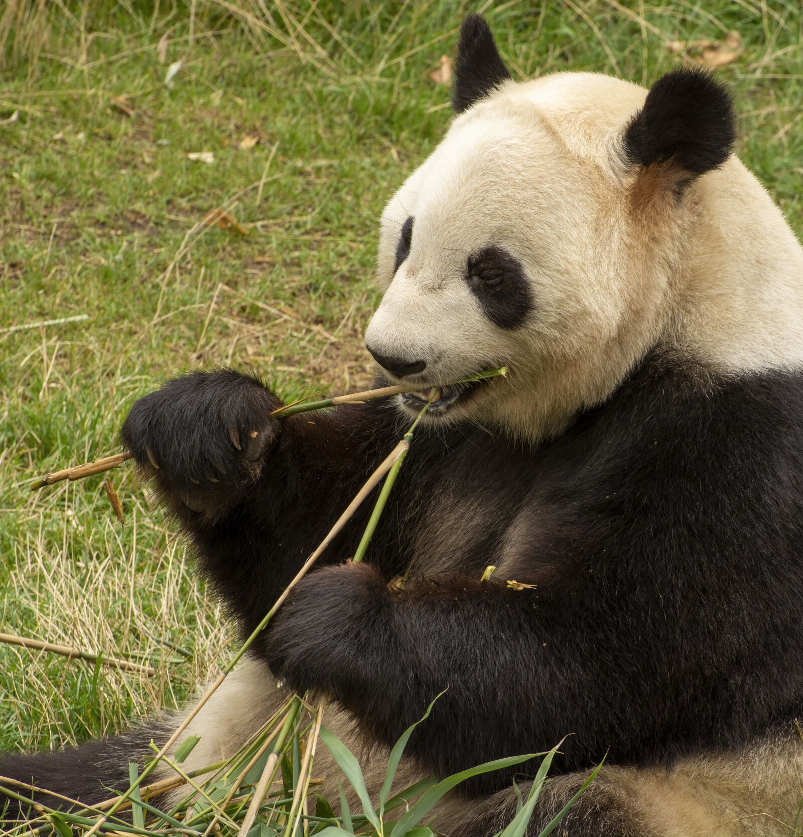 Nikon D7100 sample photo. Panda, zoo, mammals photography