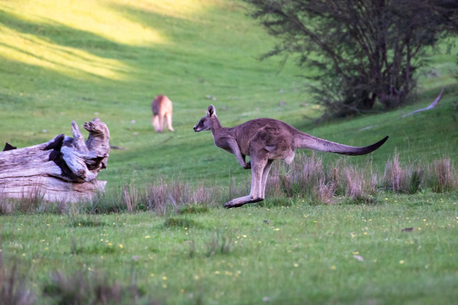 Nikon D750 sample photo. Kangaroo, eastern grey, marsupial photography