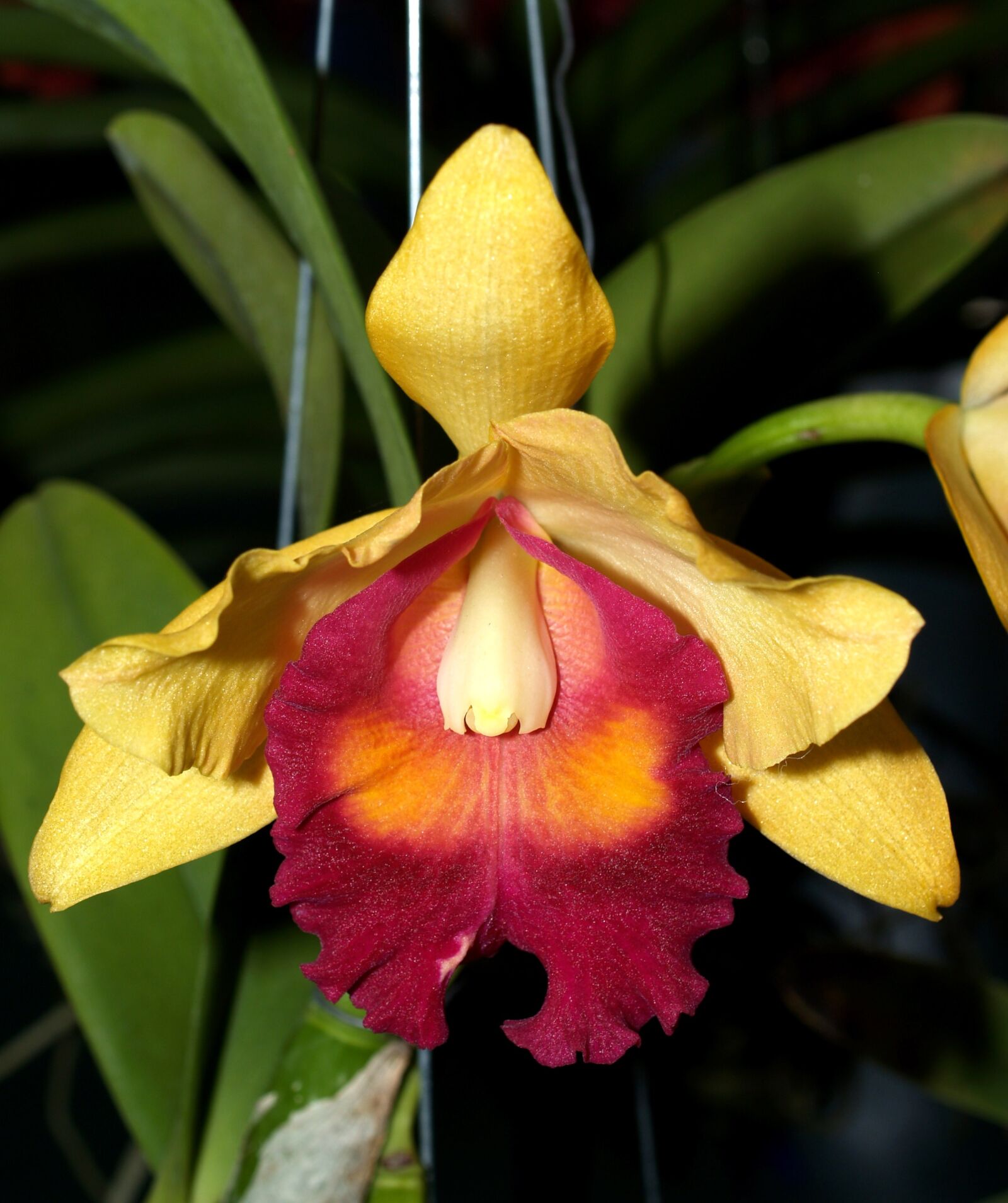 Olympus E-300 (EVOLT E-300) sample photo. Orchid, flower, bright photography