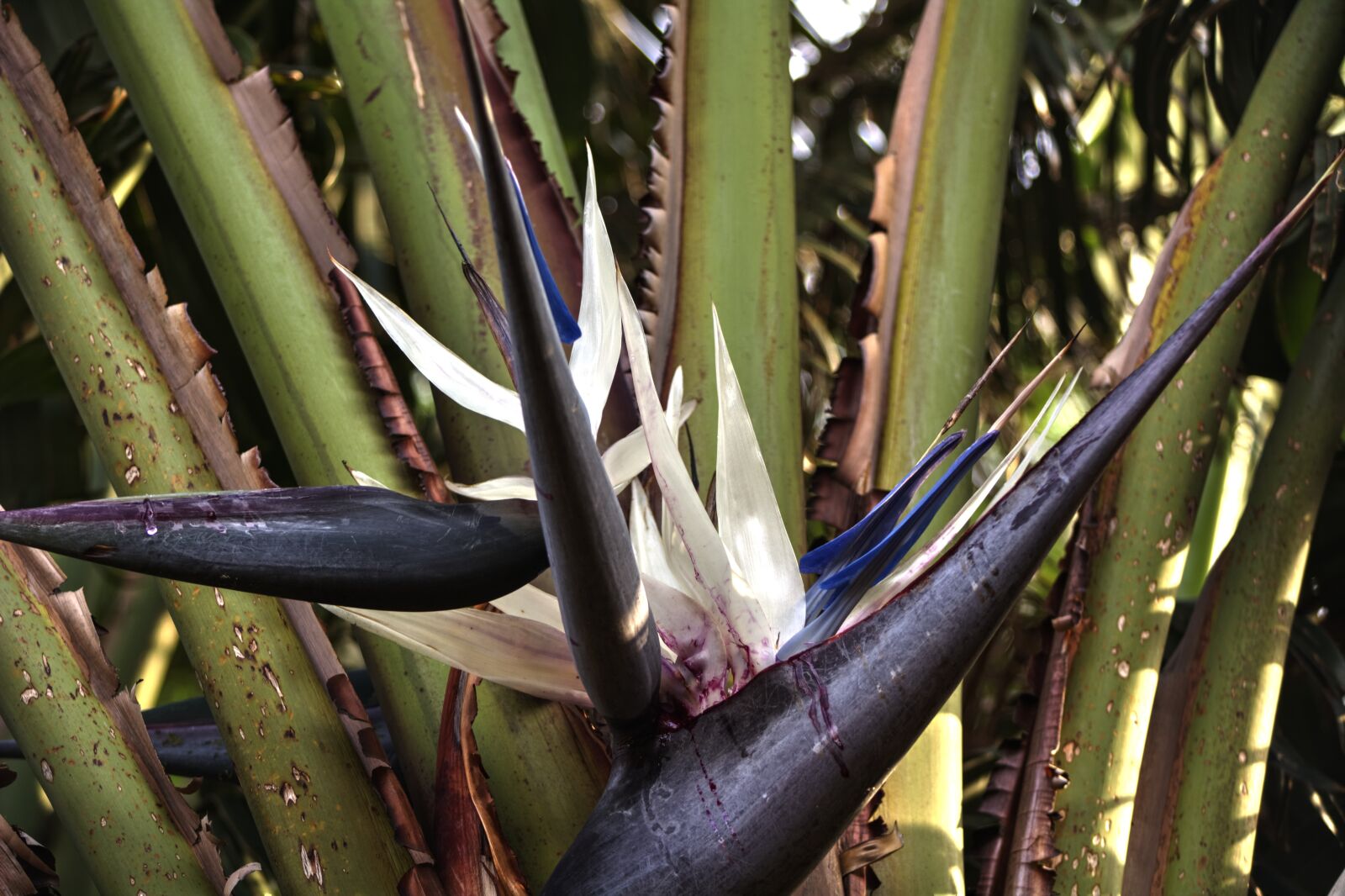Nikon D5200 sample photo. Strelitzia, hardy, flower photography