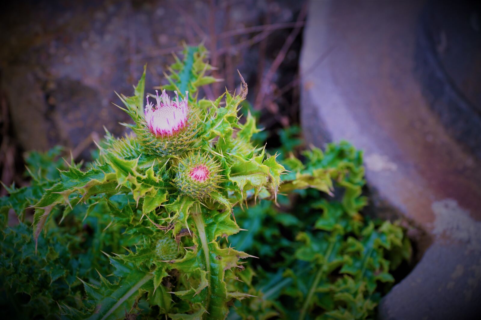 Sony E PZ 18-105mm F4 G OSS sample photo. Flower, flowers, plant photography