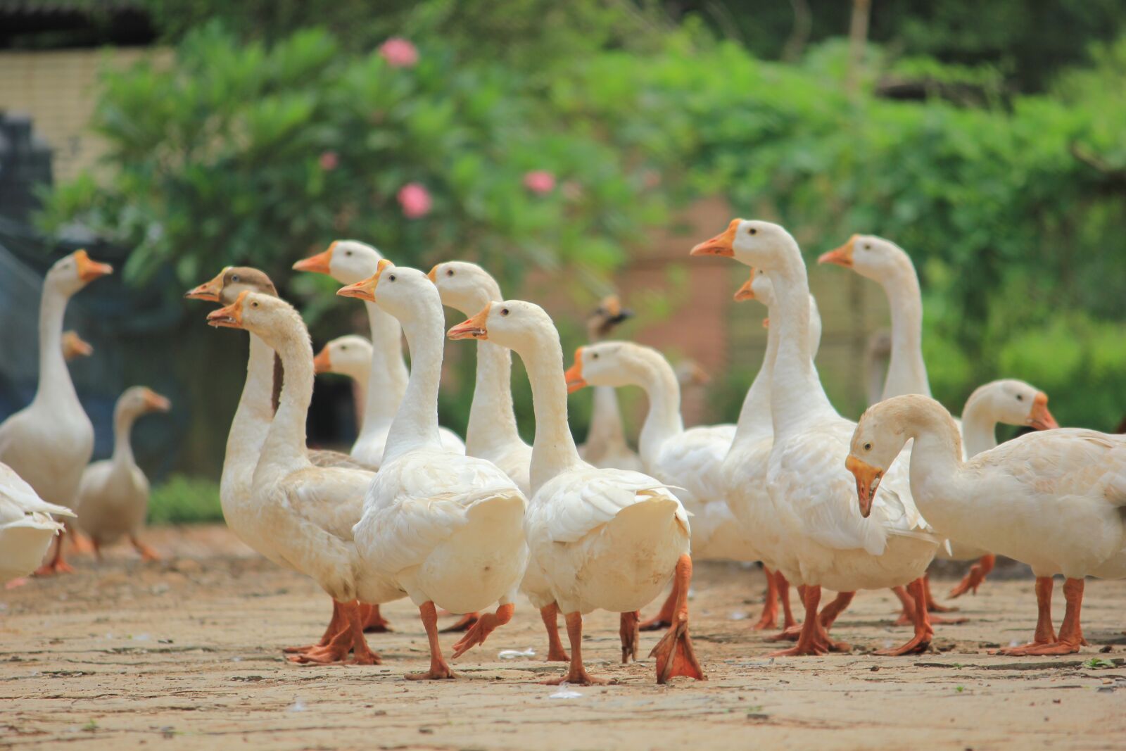 Canon EOS 550D (EOS Rebel T2i / EOS Kiss X4) sample photo. Ducks, duck, nature photography