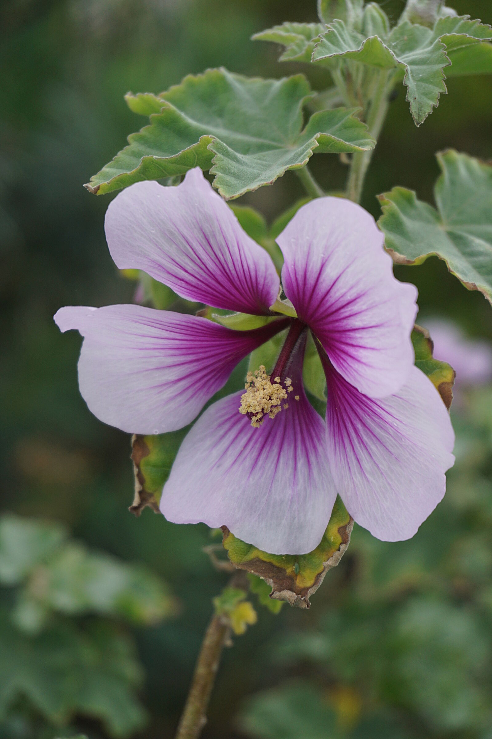 Sony a6000 sample photo. Botanique, ete, fleur, floraison photography